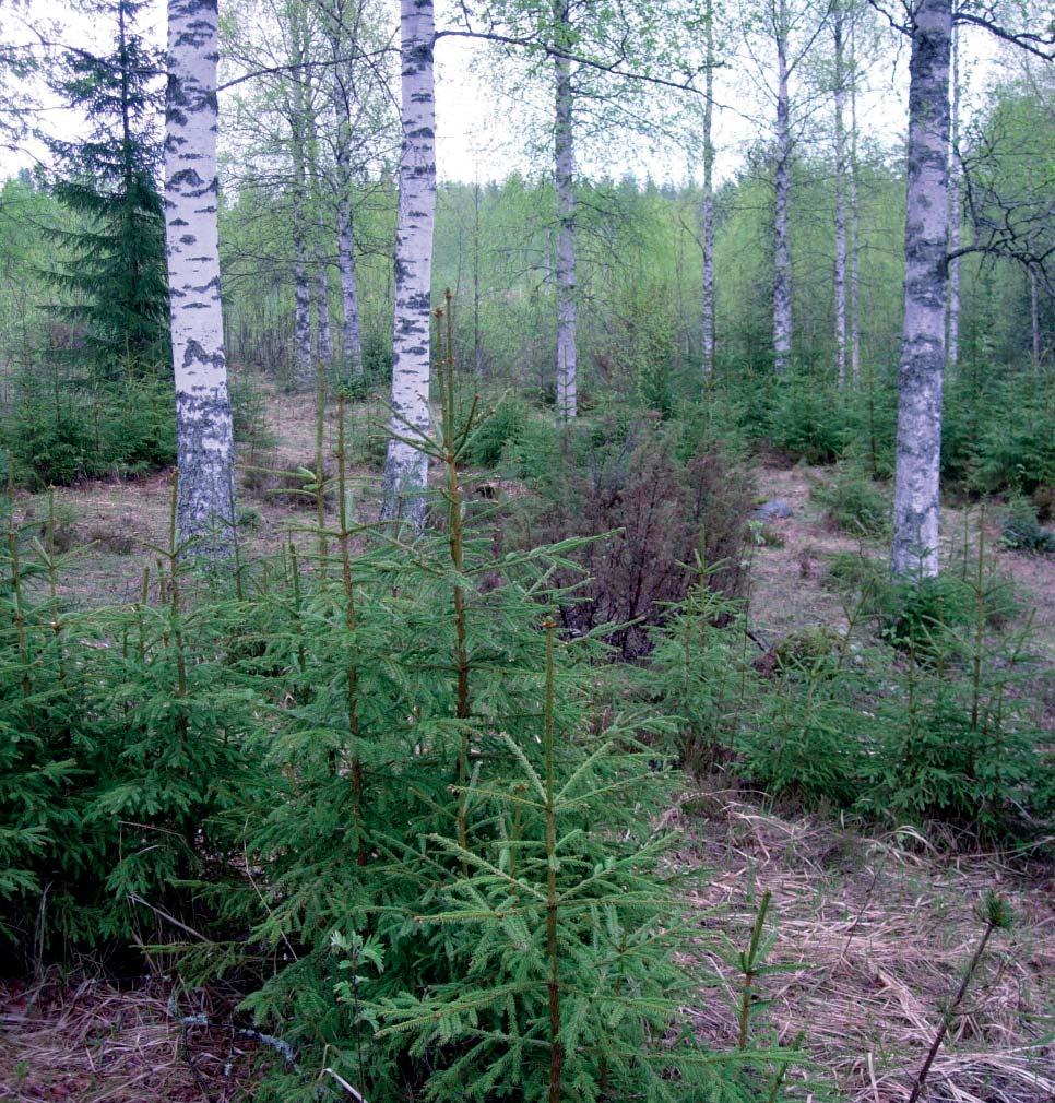 Janne Heliölä Perinnebiotooppien hoidon erityistuki on lajiensuojelun kannalta merkittävin osa ympäristötukea.