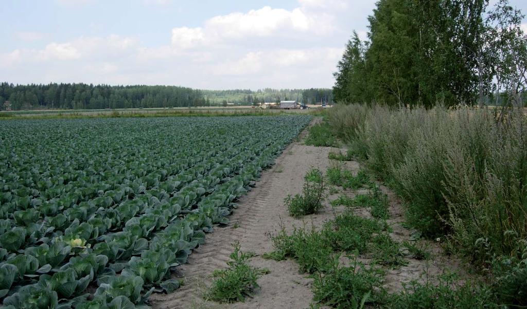 Janne Heliölä Kaalinviljely vaatii suuria tuotantopanoksia, mikä vähentää monimuotoisuutta pelloilla ja pientareilla.
