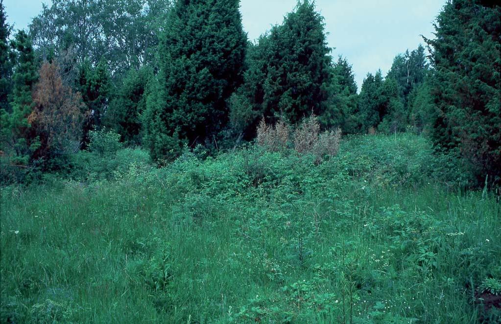 Janne Heliölä Hylättynä tuoreet niityt menettävät nopeasti luontoarvonsa, kun vadelman kaltaiset lajit vievät elintilan vaateliaammilta kasveilta.