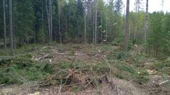 päätehakkuista vajaa puolet energiapuukaupasta Kannot määrät pieniä Metsähakkeen käyttö voimalaitoksilla vuosittain 1 000 m³ Kannot Hakkuutähteet