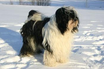 VUODEN TOKOTIIBETINTERRIERI 202 FI MVA TIBICINAN EMPEREUR RESOLU uros, s..2008 i. Pam-Zamirin Mister Pirate e. Bantam Shepherd s Lionelle kasv. Susanna Rusanen, Kajaani om. Minna Mynttinen, Helsinki.
