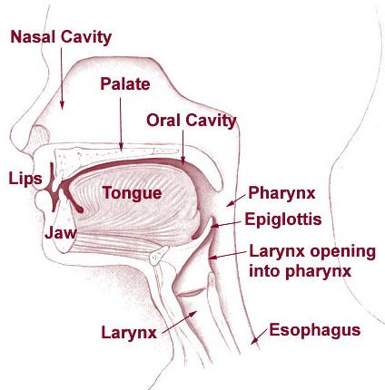 Speech Production Speech production refers to the process by which spoken words are produced Normal speech generated through pulmonary pressure provided by the lungs Sound generated through phonation