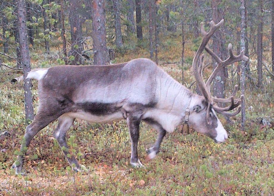 Kellokas poro Pyhätunturin maisemissa syksyllä 2013 HÄMÄLÄISTEN PIKKUJOULUT Kaikille Hämeen alueen latuyhdistysten jäsenille järjestettävät perinteiset HÄMÄLÄISTEN PIKKUJOULUT pidetään 11. 12.1.14 Lounais-Hämeen retki ry:n toimesta Oksjärven leirikeskuksessa, os.