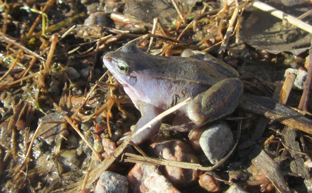 Viitasammakon suojelusuunnitelma Nurmijärven vanhan tiilitehtaan tontille (Hyvämäki, Nurmijärvi) 5.