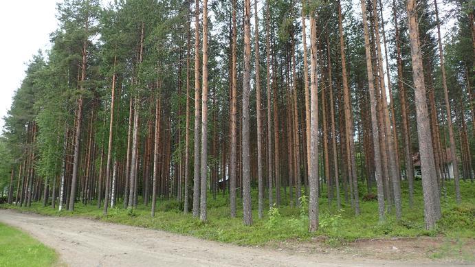 aliskasvoskuusta niukasti.
