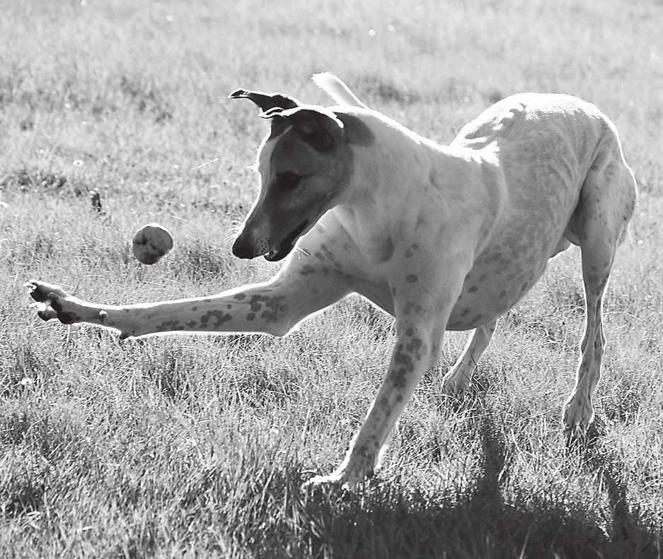 ikäkausikilpailu Nutrolin Sportti Junior Derby sekä Vetman European Greyhound Derby. Millaisia odotuksia teillä oli Sankarin ensimmäisen kauden suhteen ja kuinka hyvin ne täyttyivät?