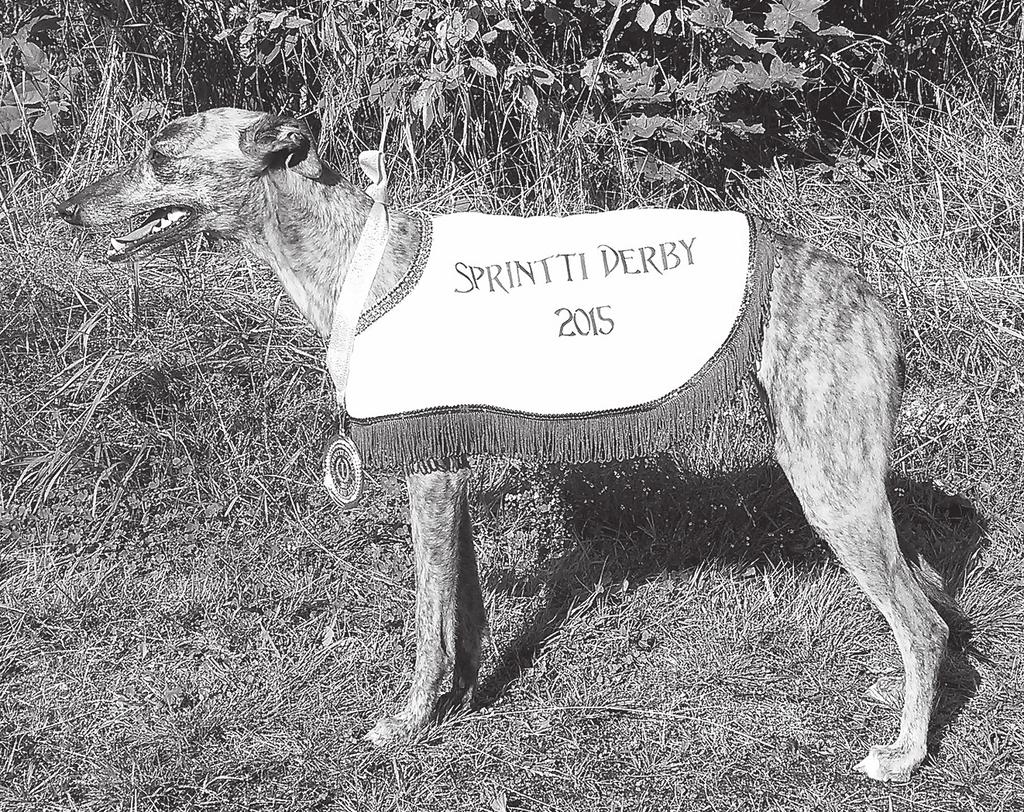 Vuoden Whippet Onneksi olkoon vuoden 2015 whippet palkinnosta. Hulabaloo, Taiga starttasi GRL:n kilpailuissa kaudella 2015 kahdeksan kertaa, joista se voitti kolme juosten myös RE:n Tampereella.