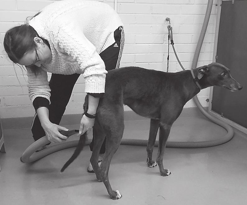 0400 916 996 kennel (at) run-up.fi Whippet Wilson - Hulabaloo 5.2. 3+3 Kennel My Wild, Johanna Jäntti & Johanna Kakko puh. 040 569 6088/050 349 2187, kennelmywild@gmail.