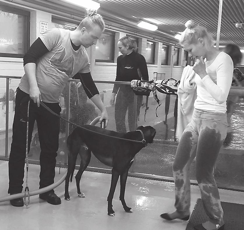 Kun koirille oli uimalan puolesta uittaja mukana joka kerta, myös ensikertalaisten oli helppo lähteä kokeilemaan. Vesi loiskui ja naamoja veti hymyyn.
