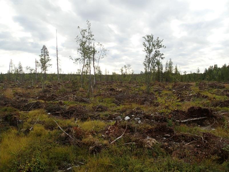 Suhankojärven kaakkoisrannalla.