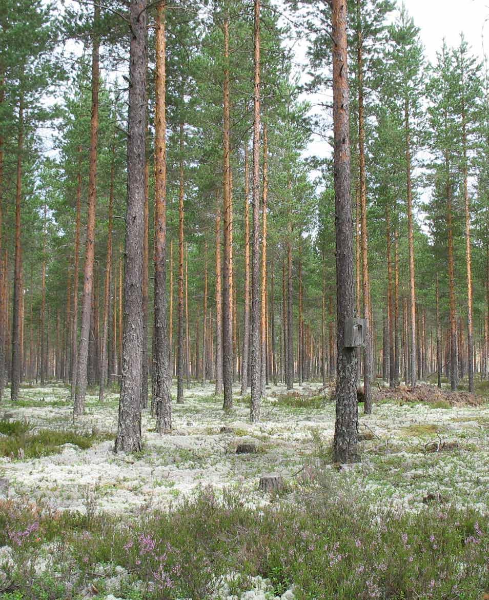 Rajausmuutokset Alueen rajaukseen ei ole ollut tarvetta tehdä varsinaisia muutoksia.