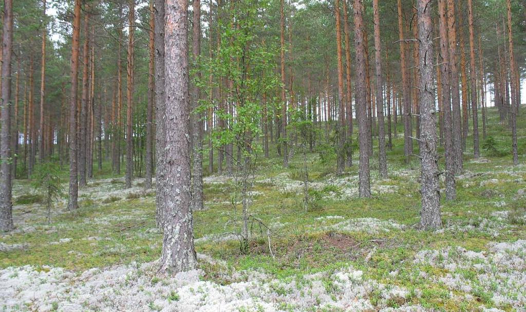 Hämeenkankaan muodostuma on valtakunnallisesti arvokas geologinen kokonaisuus, joka sisältää mm. dyynejä ja rantamuodostumia, joita sijaitsee erityisesti kyseisellä alueella.