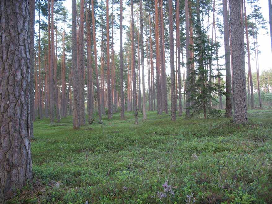 harjumaisemaa, joka sijoittuu rajauksen laajennusalueelle.