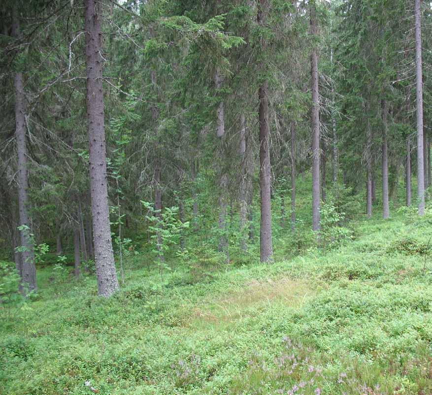 Lakarinharju (Virrat) Pinta-ala: 20,6 ha Alkuperäinen rajaus: Pirkanmaan harjuluonto, 1990 Muut rajaukset: Pirkanmaan arvokkaat harjualueet, 2008 Siekkisjärven vesimaisemaan ja maaseudun