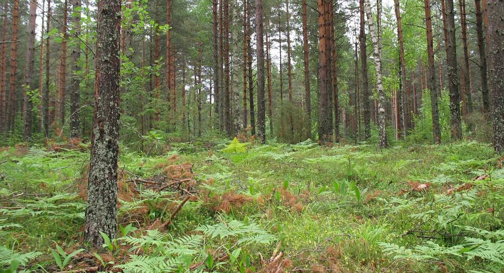 kuva: Pikku-Ahvenisto - Julkujärven harjumetsissä kulkee useita ulkoilureittejä.