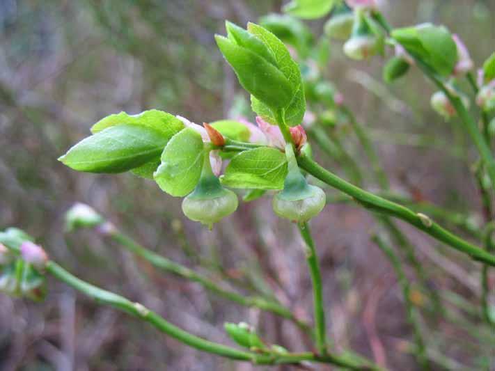 Mullikummunmaa (Ylöjärvi) Pinta-ala: 91,0 ha Alkuperäinen rajaus: Pirkanmaan harjuluonto, 1990 Seitsemisen kansallispuistoon kuuluva, suomaisemaan ja paikoin lampien muodostamaan pienvesimaisemaan