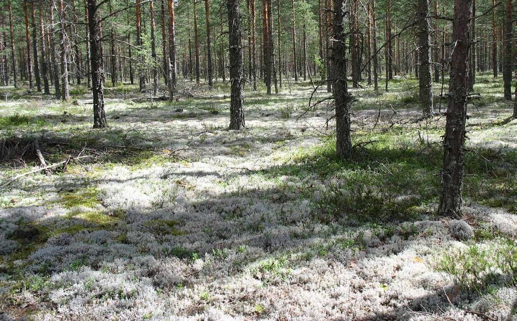 Kuva yllä: Jäkälää esiintyy paikoin runsaasti Kyröskosken