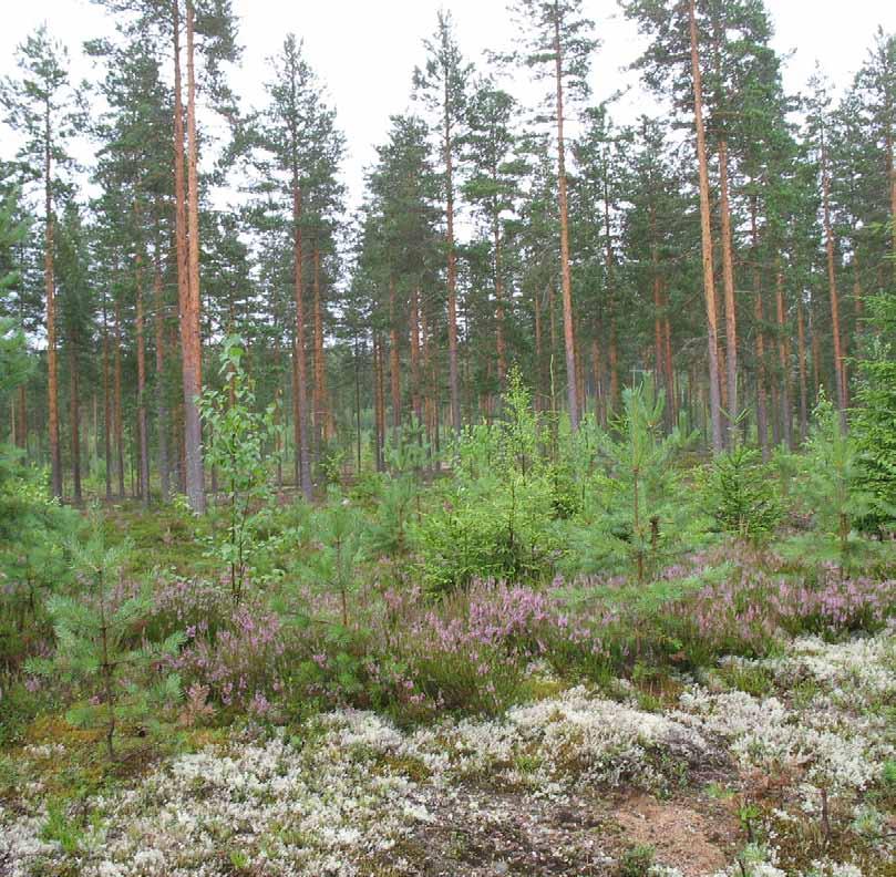 Salussärkkä (Mänttä-Vilppula) Pinta-ala: 54,4 ha Alkuperäinen rajaus: Pirkanmaan harjuluonto, 1990 Muut rajaukset: Pirkanmaan arvokkaat harjualueet, 2008 Vesimaisemaan järveä halkaisevana kannaksena,