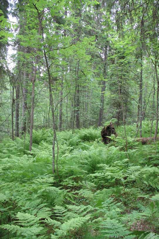 maisemallisesti erittäin merkittävä - Biologisesti ja monikäytön kannalta merkittävä Kuva oikealla Mäntänvuoren laella sijaitsee