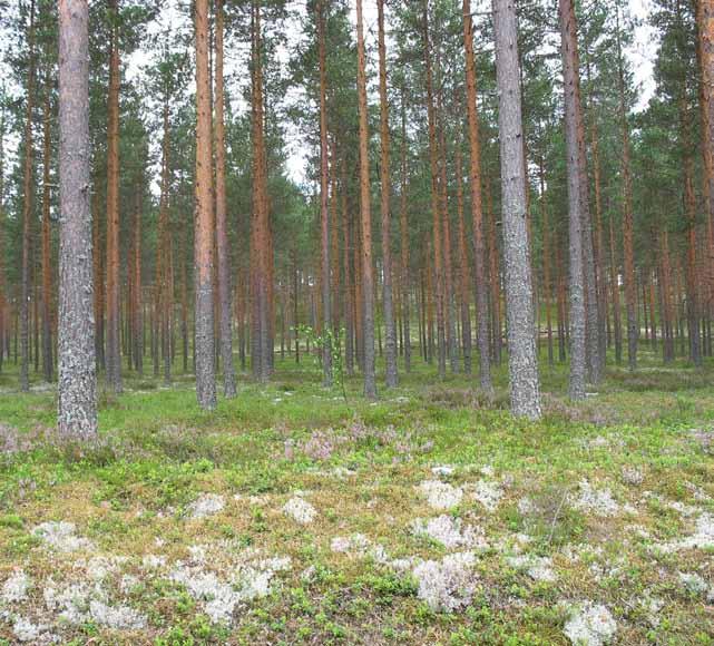 Lisäksi alue kuuluu lähes kokonaisuudessaan valtakunnalliseen harjujensuojeluohjelmaan. Alkuperäinen rajaus on kattanut suunnilleen saman alueen kuin harjujensuojeluohjelman rajaus.