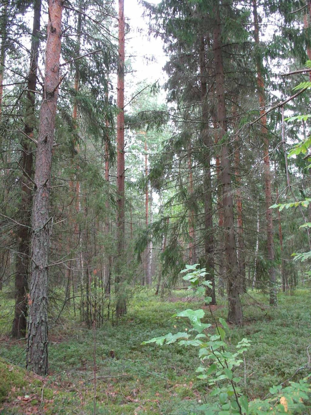 Kuva yllä vasemmalla: Kollolanharjun eteläosassa puustoon kuuluu mäntyjen