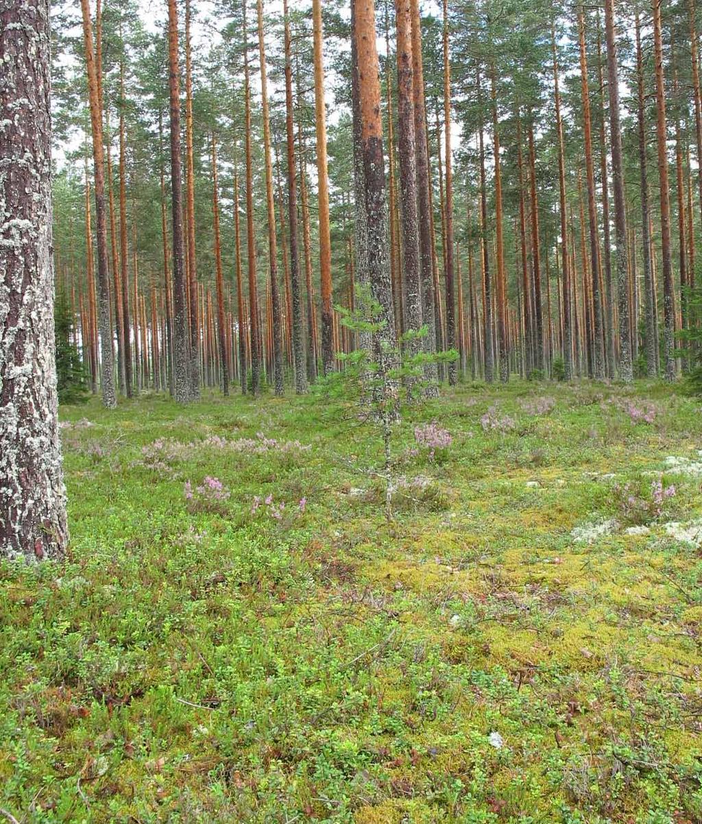 Kuva ylinnä vasemmalla: Näkymä kohti luodetta