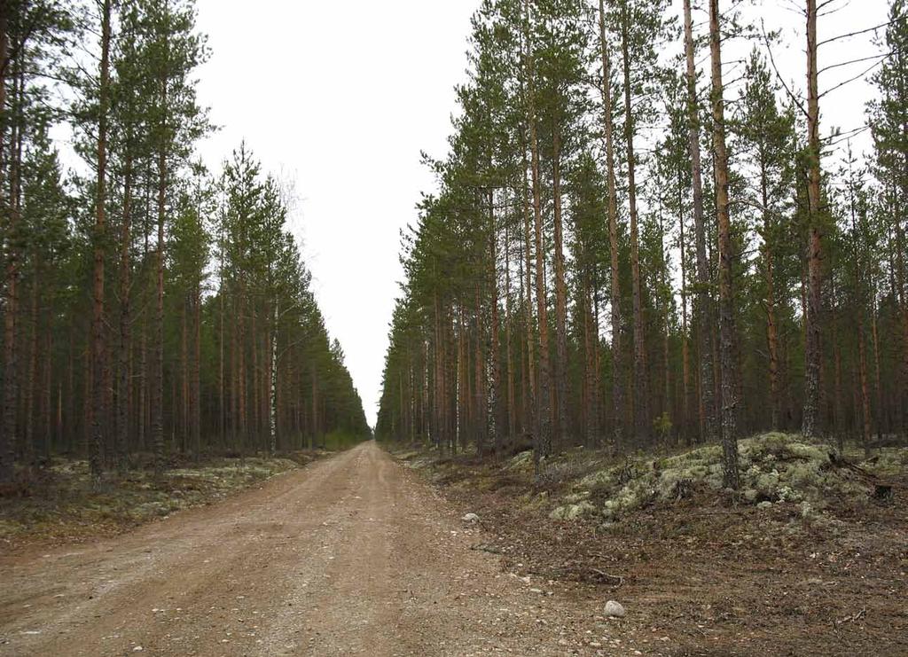 Kuva yllä: Särkikankaalla laakeaa kangasmetsää