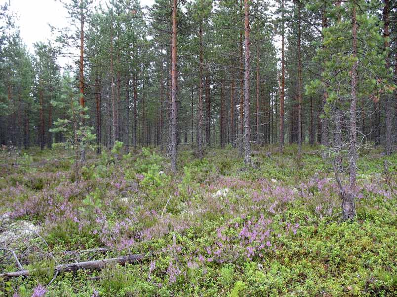 Maisemallisesti ja monikäytön kannalta merkittävä - Biologisesti jokseenkin