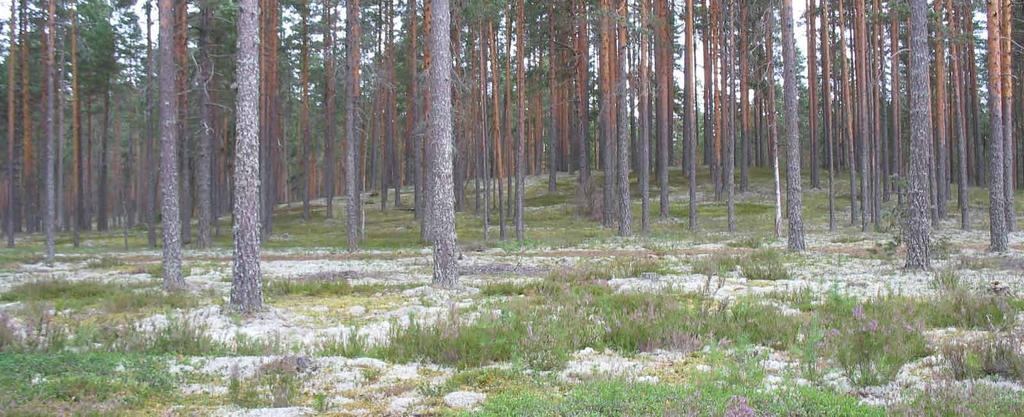 Hämeenkangas-Jylli (Ikaalinen) Pinta-ala: 539,2 ha Alkuperäinen rajaus: Pirkanmaan harjuluonto, 1990 Muut rajaukset: Valtakunnallinen harjujensuojeluohjelma, 1984 (alue nro 23, Hämeenkangas-Soinin