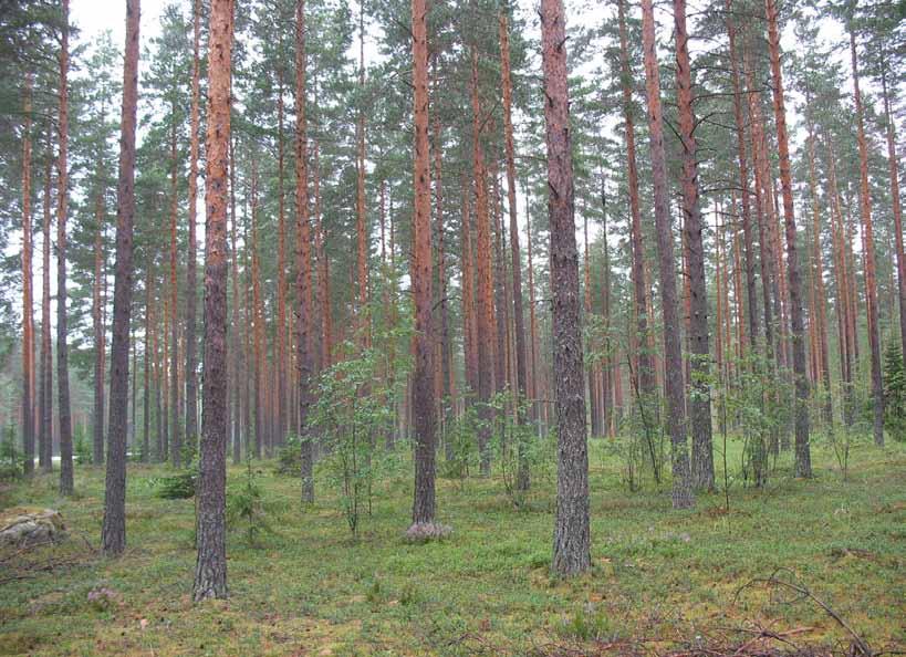 merkittävä - Monikäytön kannalta jokseenkin merkittävä Kuva yllä: Kattilakuoppien suppajonon pohjoispäässä on