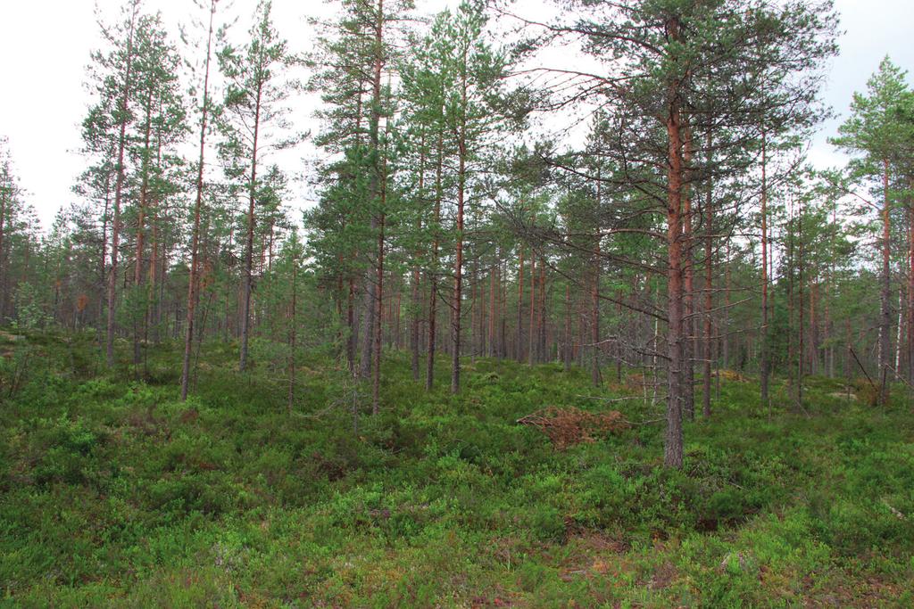 Suomen Luontotieto Oy 1.Johdanto Sito Oy/ Pirkka Hartikainen tilasi kesällä 2015 Suomen Luontotieto Oy:ltä Tervola- Varejoki nimisen osayleiskaavan muutosalueen lepakkoselvityksen.
