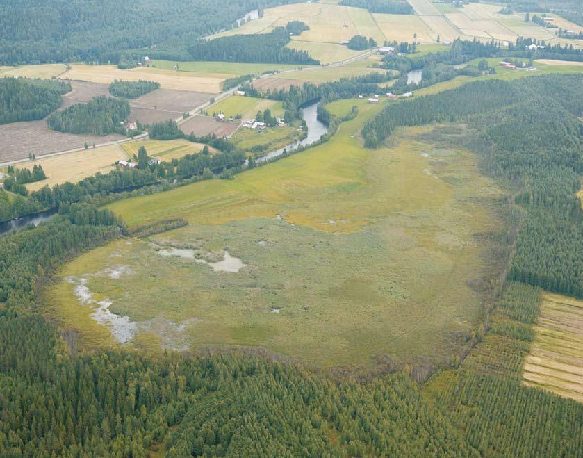 (F10700025) Natura 2000 -alueet Sysmäjärvi ja Sääperi Pohjois-Karjalan lintuvesien aatelia Hanne