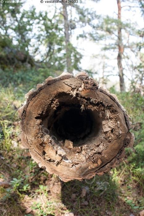 Erikoisteema : Puurakenteiden turmeltuminen : Puun vauriomekanismit : Puun mekaaninen vaurioituminen : halkeamat, ruhjoumat, murtumat. puun kuivuminen, kiinnikkeet, vahingot. murtorajatilat.