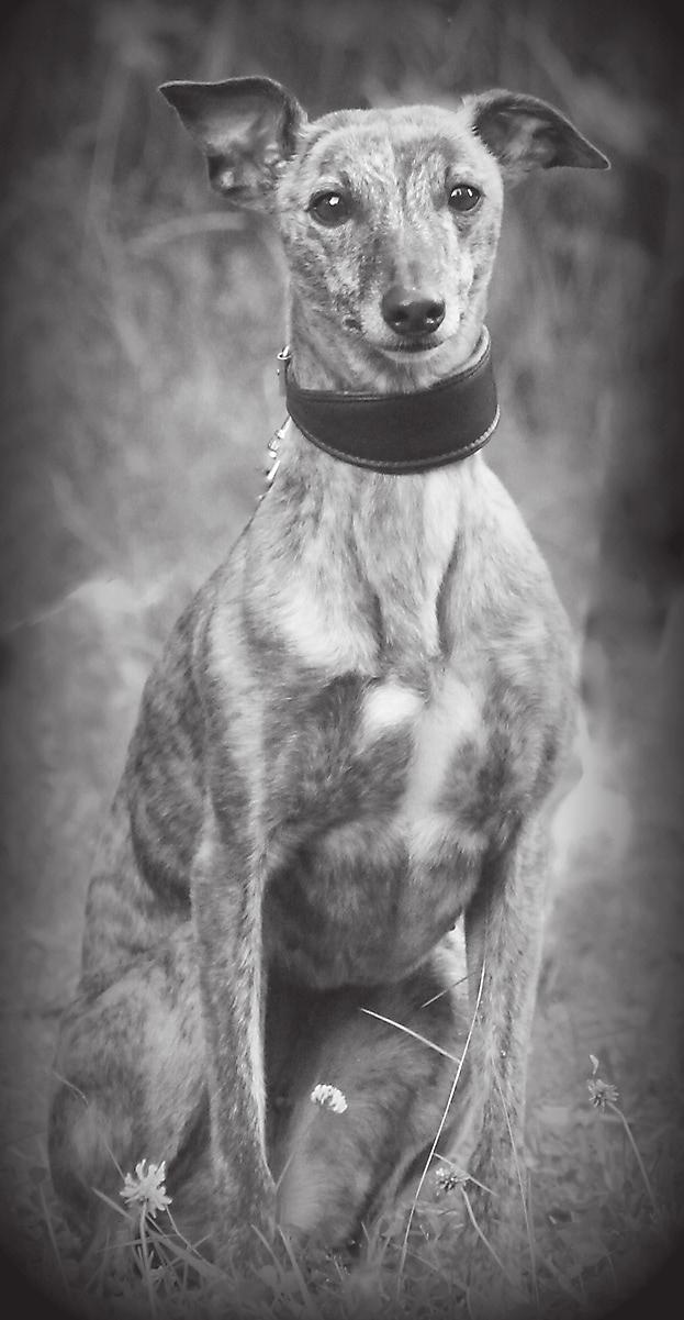 pupumaille. Emme ETELÄN GREYHOUND URHEILIJAT EGU 6 päässeet silloin vielä kokemaan rataharrastusta, mutta ajatus siitä jäi kytemään.