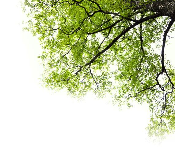 Viimeaikaisten hankintojen ja metsien käytön tehostamisen myötä Viron tytäryhtiön puun luovutuksen liikevaihto kasvoi lähes 60 prosenttia.