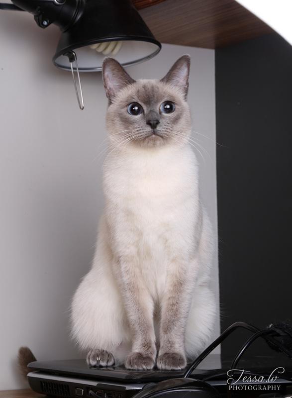 THAIKISSA