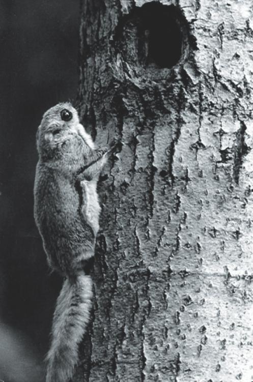 2 HANKEKUVAUS 13 Liito-orava, Pteromys volans (Kuva: Hannu Salonen julk. lupa 26.6.2001) män poikkeuslupaa Uudenmaan ja Lounais-Suomen ympäristökeskuksilta. Poikkeusluvat myönnettiin 20.6.2002, mutta niistä valitettiin ensin Helsingin hallinto-oikeuteen ja sen jälkeen korkeimpaan hallinto-oikeuteen.