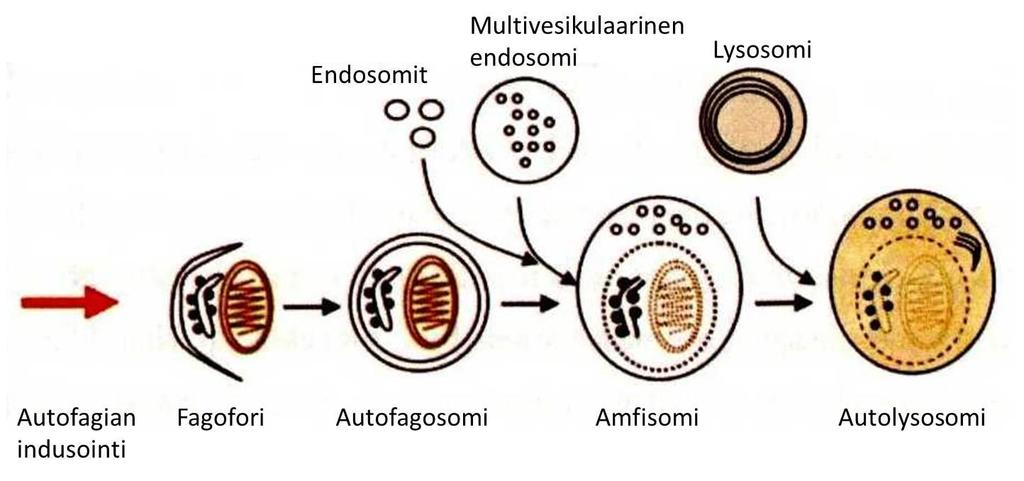 Kuva 1-2: Autofagosomin muodostuminen ja kypsyminen (Eskelinen, 2008).