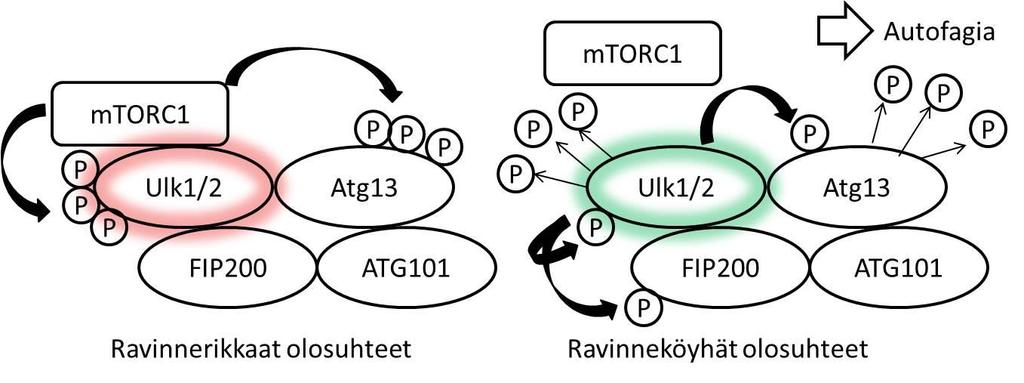 muodot ULK1 tai ULK2, sekä ATG13, FIP200 (FAK-family interacting protein of 200 kda) sekä ATG101 (Ganley et al., 2009; Hara et al., 2008, Hosokawa et al., 2009; Jung et al., 2009) (Kuva 1-4).
