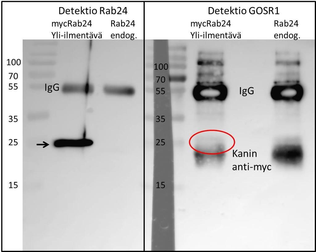 Kuva 4-11: Immunopresipitaatio anti-c-myc-geelillä. Immunopresipitoitiin mycrab24:ää yliilmentävien solujen ja vain endogeenistä RAB24:ää ilmentävien solujen lysaattisupernatantteja.
