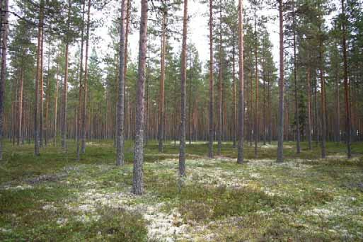 Varsinainen suunnittelualue Hailuodon saaren puolella, Santonen, on pääosin metsäinen niemi. Niemen pohjois- ja etelärannalla on kesä- ja vakituista asutusta.