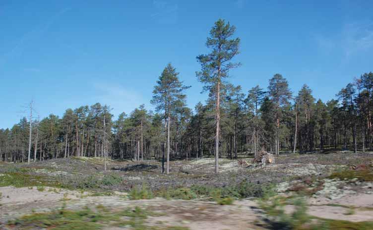 Hailuodon liikenneyhteys Hailuoto, Oulunsalo, Ympäristövaikutusten arviointiselostus VAIKUTUKSET MAISEMAAN JA KULTTUURIPERINTÖÖN 97 Hailuodon saari on pinnanmuodoltaan pääosin tasaista ja matalaa.