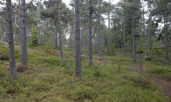 Vuonna 2009 rajattu reviirimetsä