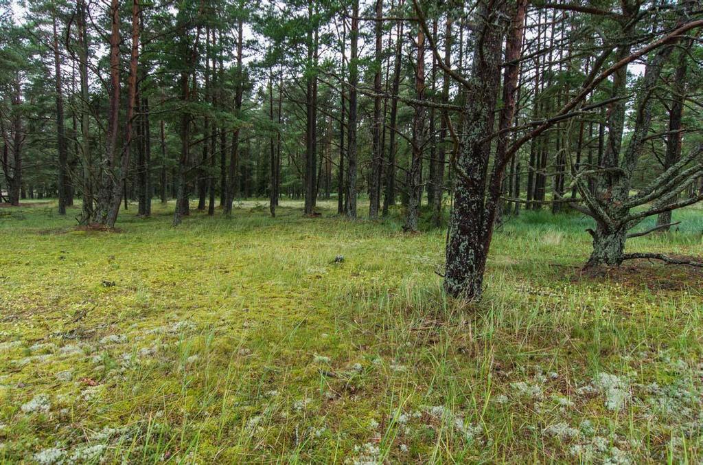 Silvestris luontoselvitys oy Hanko, Buttan luontoselvitys 2016 12 (28) Kuvio 3 0,61 ha Dyynimänniköt (3a-d) Avoimiin alueisiin vaihettuvaa metsäisiä dyynialueita.