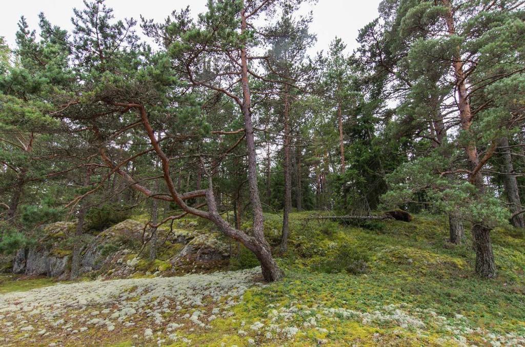 Silvestris luontoselvitys oy Hanko, Buttan luontoselvitys 2016 18 (28) Kuvio 8 1,24 ha Metsäinen niemi Kalliolaikkuinen metsäsaareke rannassa. Metsän kasvillisuus on mustikkatyyppiä.