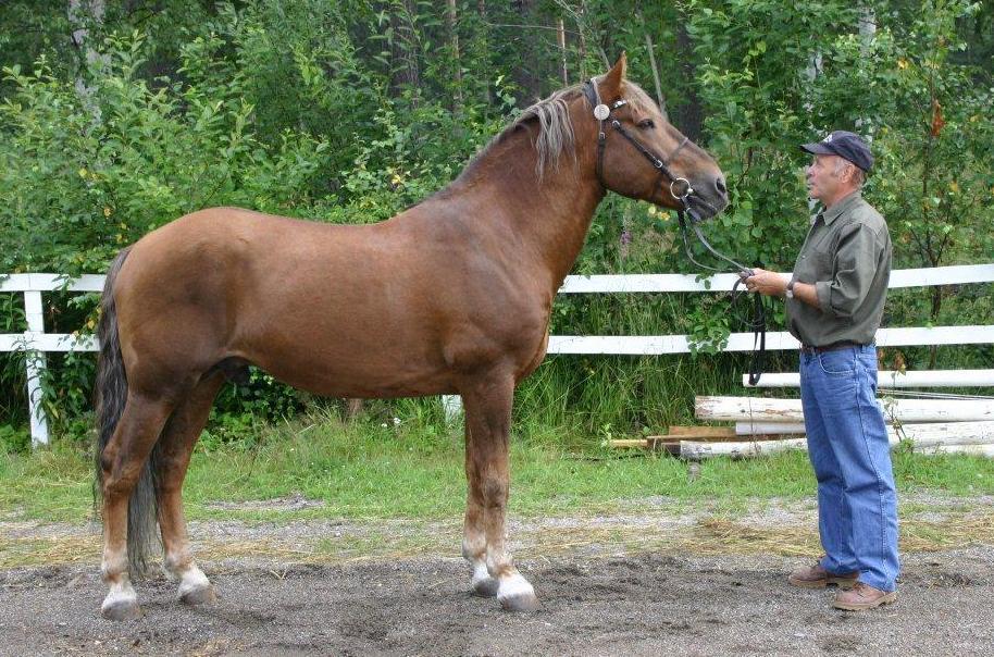 19.9 Pysteri 2974-84JTa Pysteri (Hiluri Systi) syntyi vuonna 1984 ja kilpaili kaikkiaan 124 kertaa hyvällä statistiikalla 27-33-17. Pysteri juoksi ennätykset 1.21,7aly ja 1.