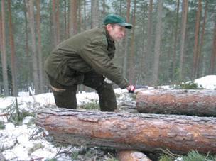 edelläkävijä Kotimaisen puun käyttö lisääntynyt