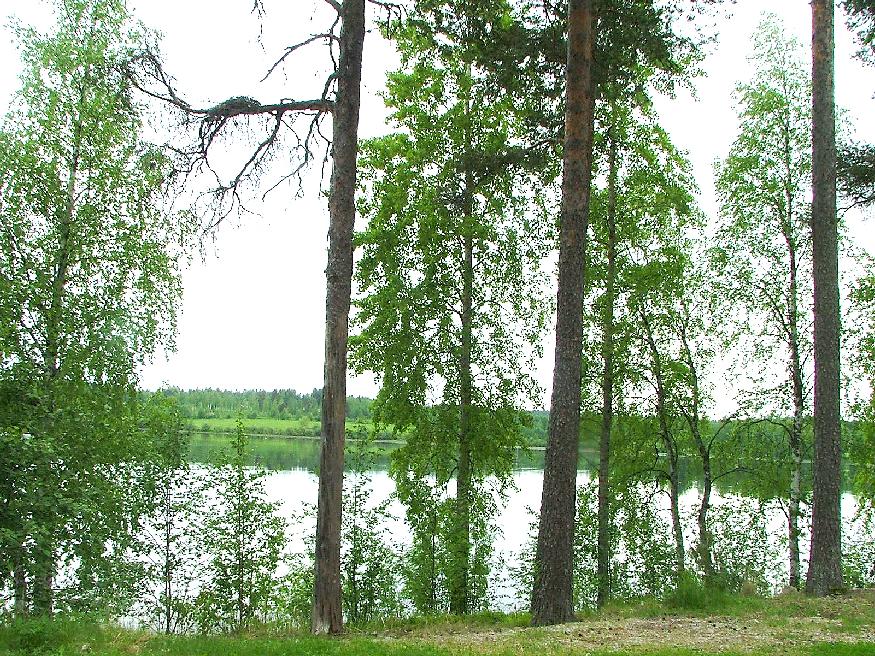 Luontoselvitys Parkanon Kirkkojärven asemakaavan