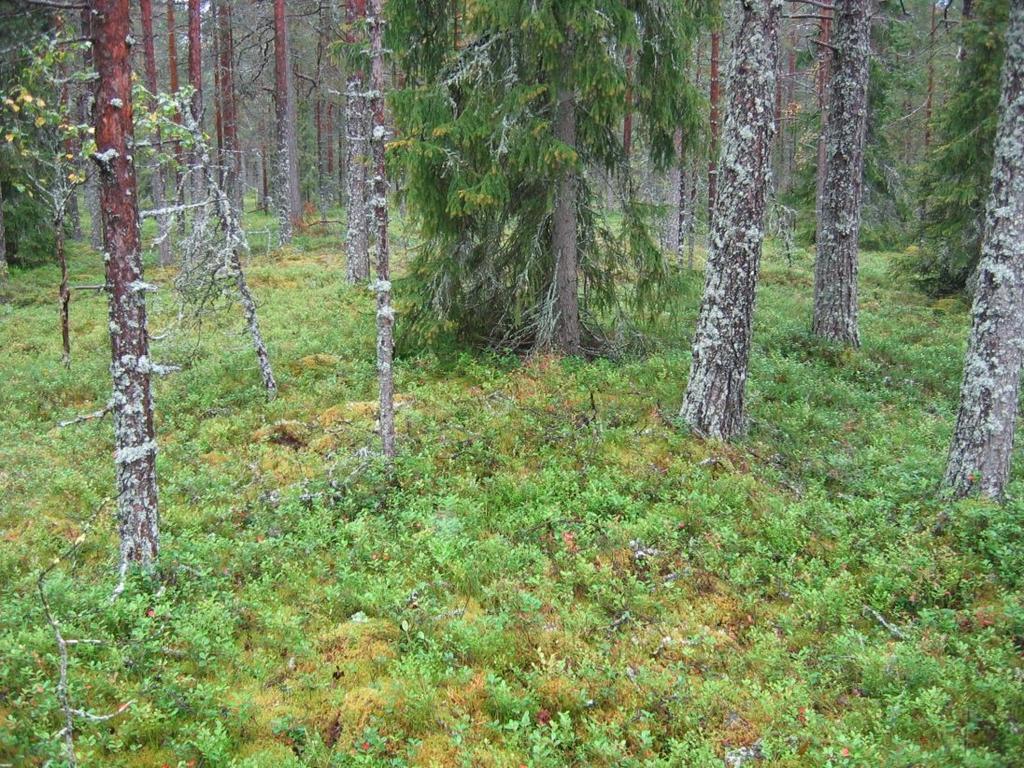 4 Kuva 17. Kiviröykkiö kohteen Ritamaa pohjoisosassa (Ritamaa b). Kuvattu etelään. 5.