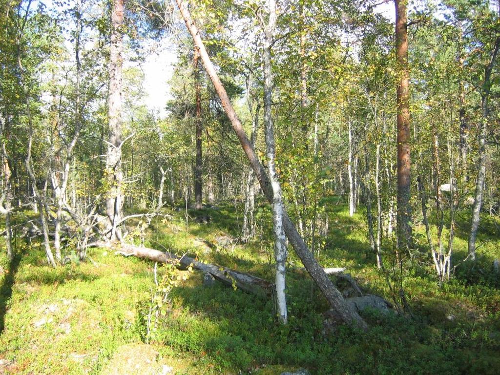 mäntymetsässä ojitetussa suomaastossa.